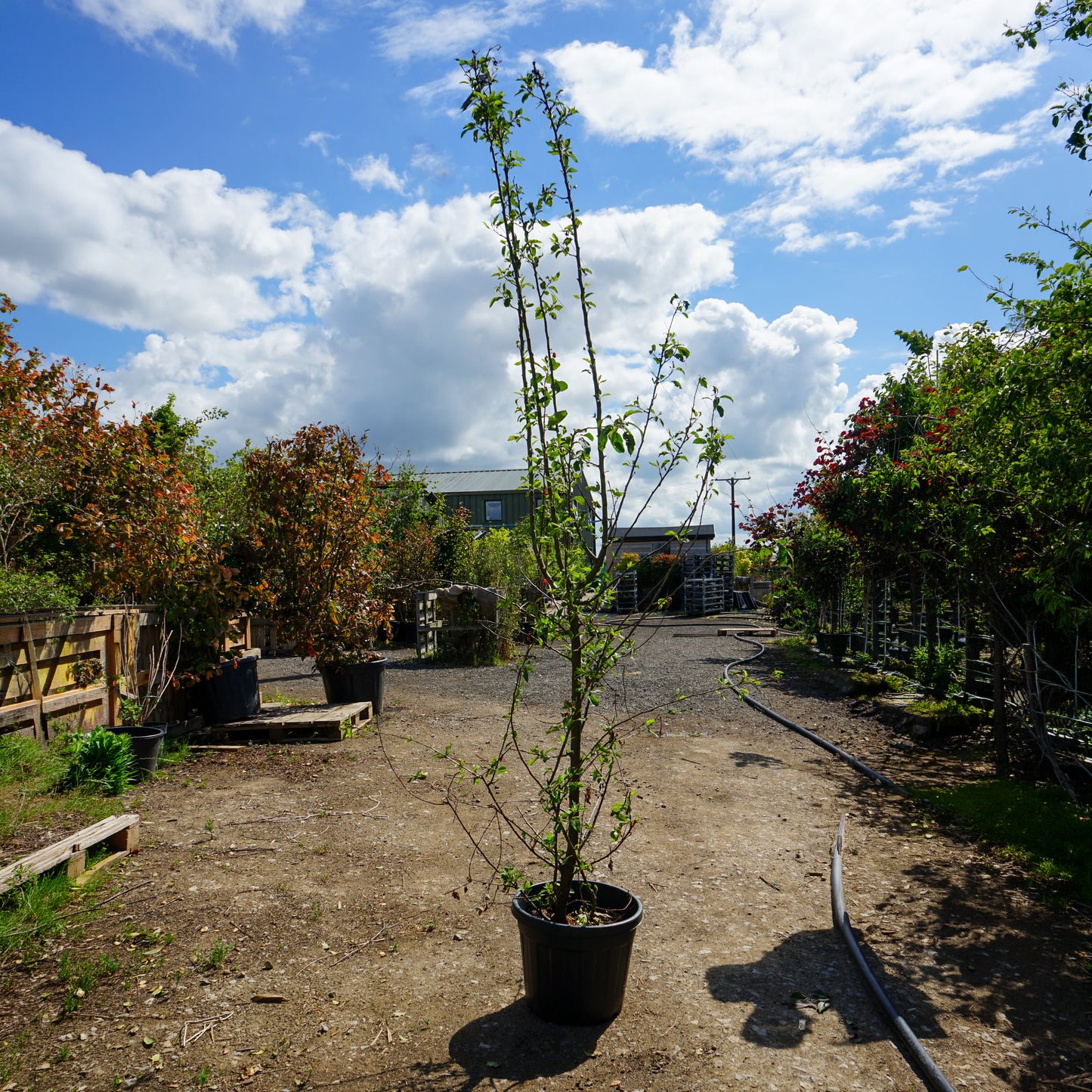 Mature Assorted Malus Trees