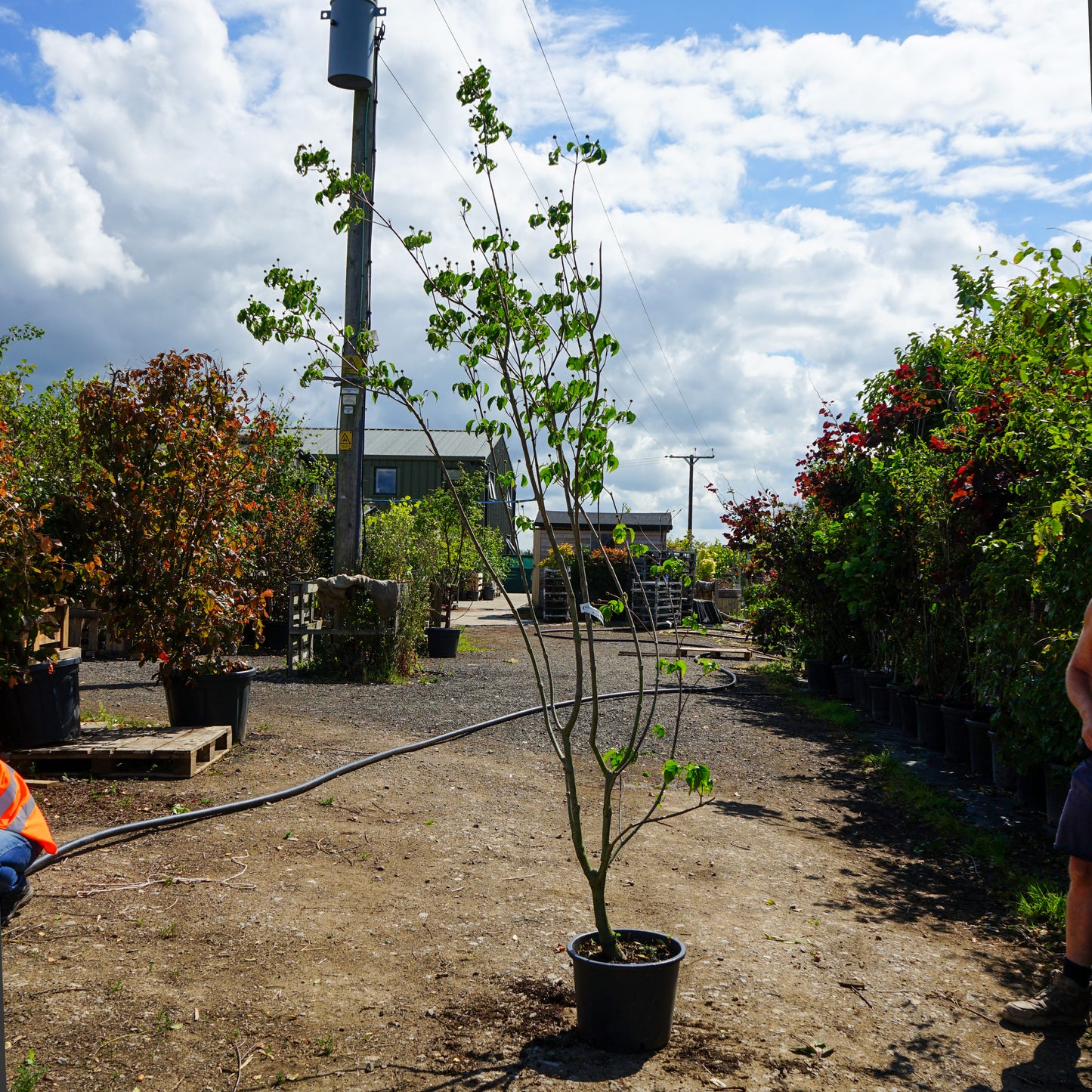 Mature Assorted Cornus Trees