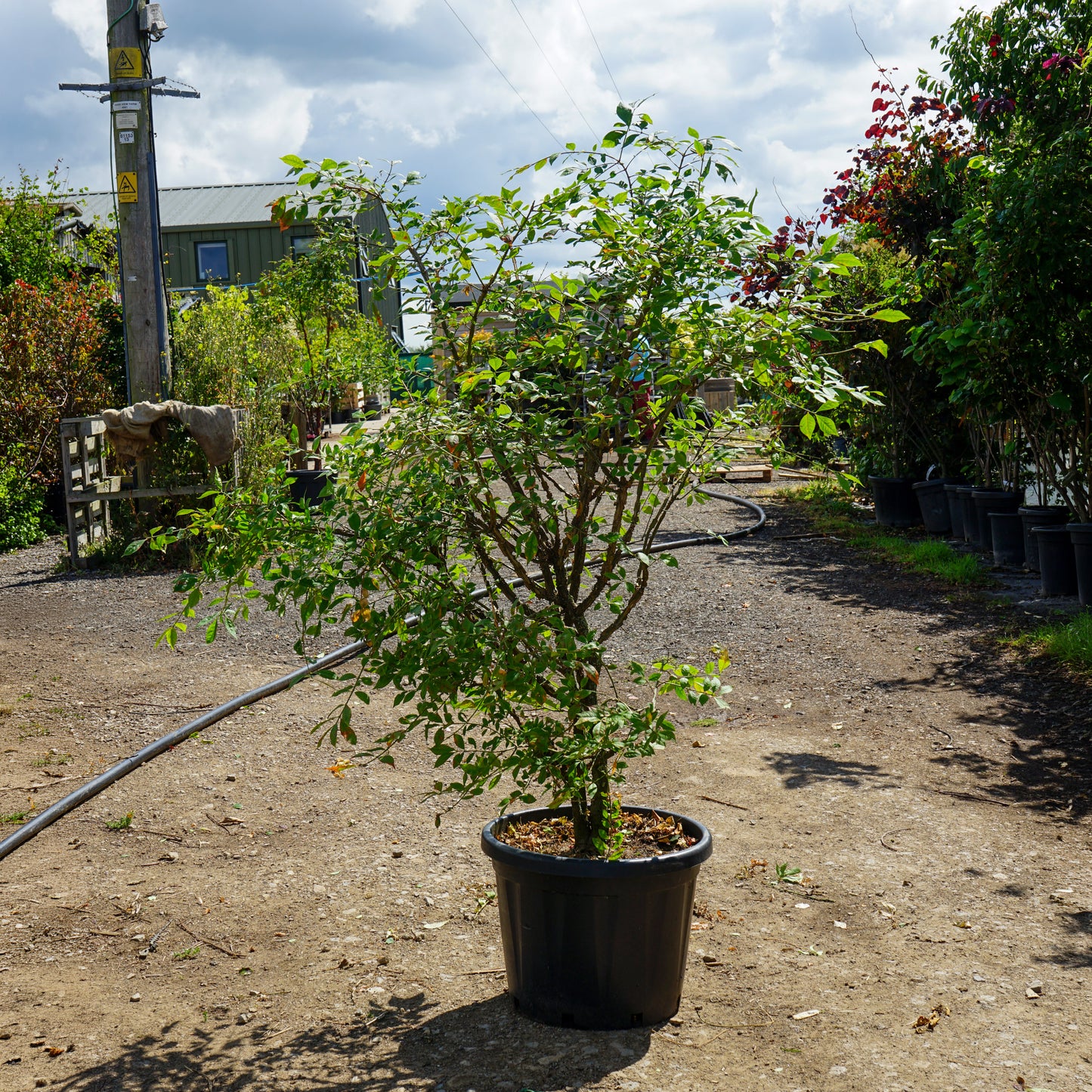 Mature Euonymus alatus Trees