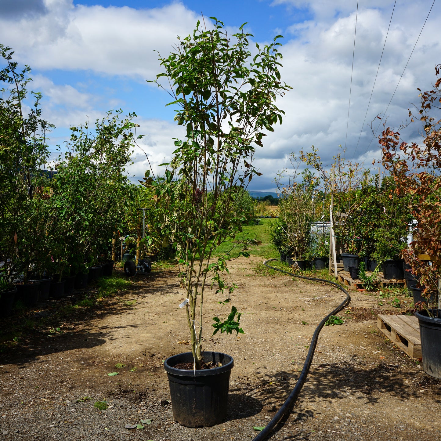 Mature Assorted Cornus Trees