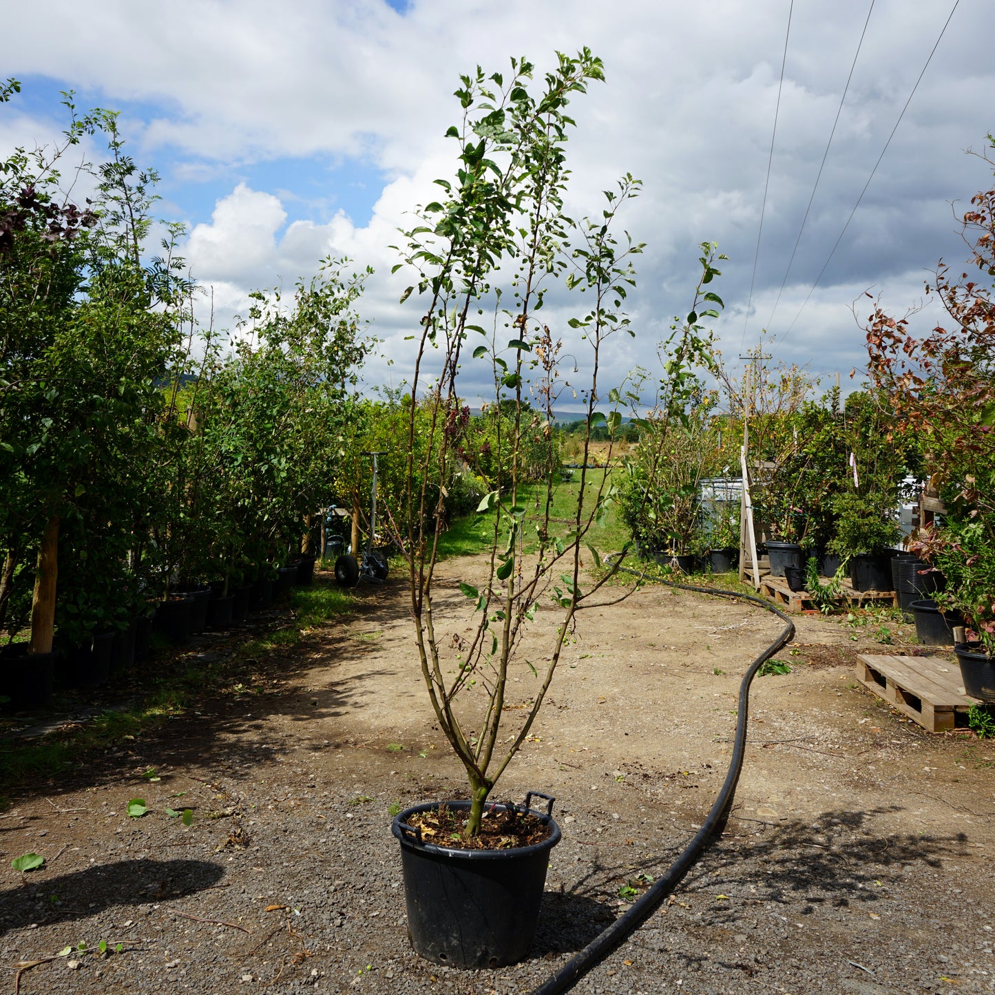 Mature Assorted Malus Trees