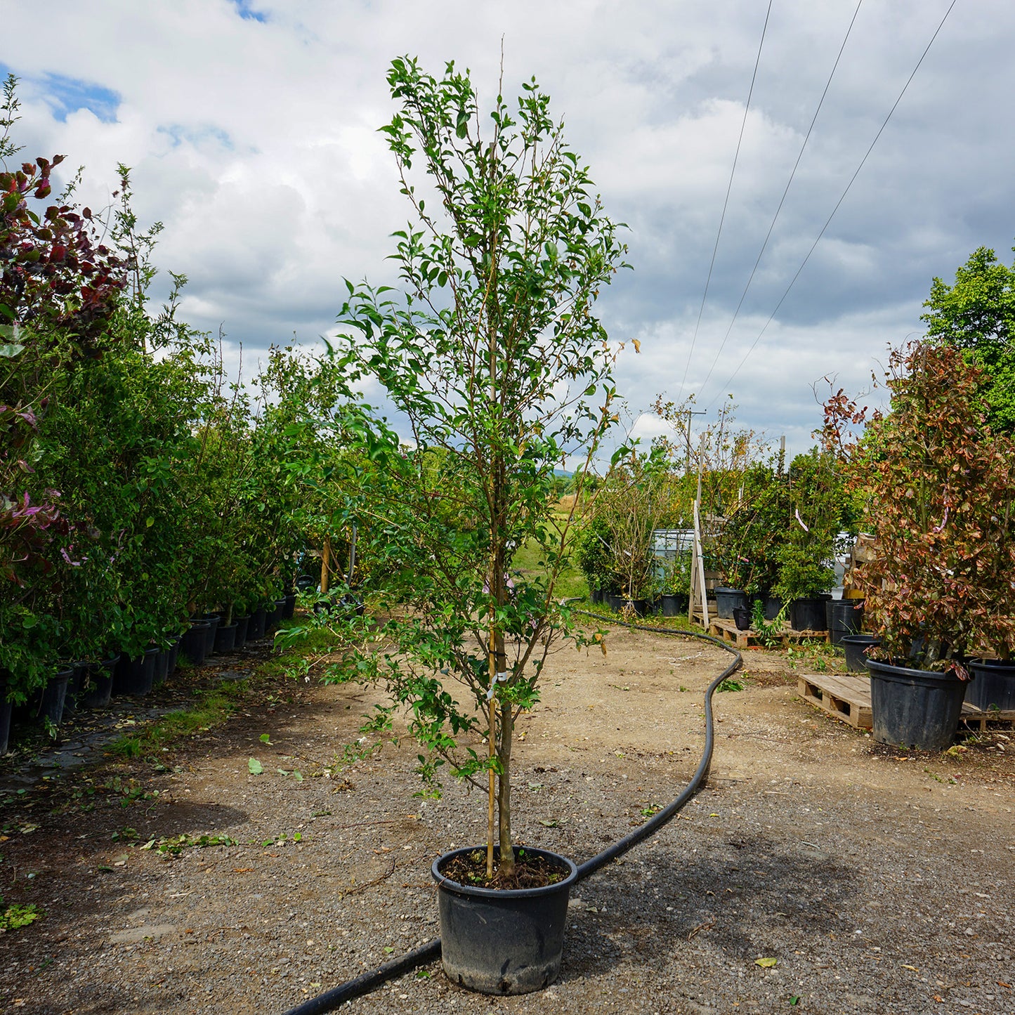 Assorted Mature Styrax Shrubs