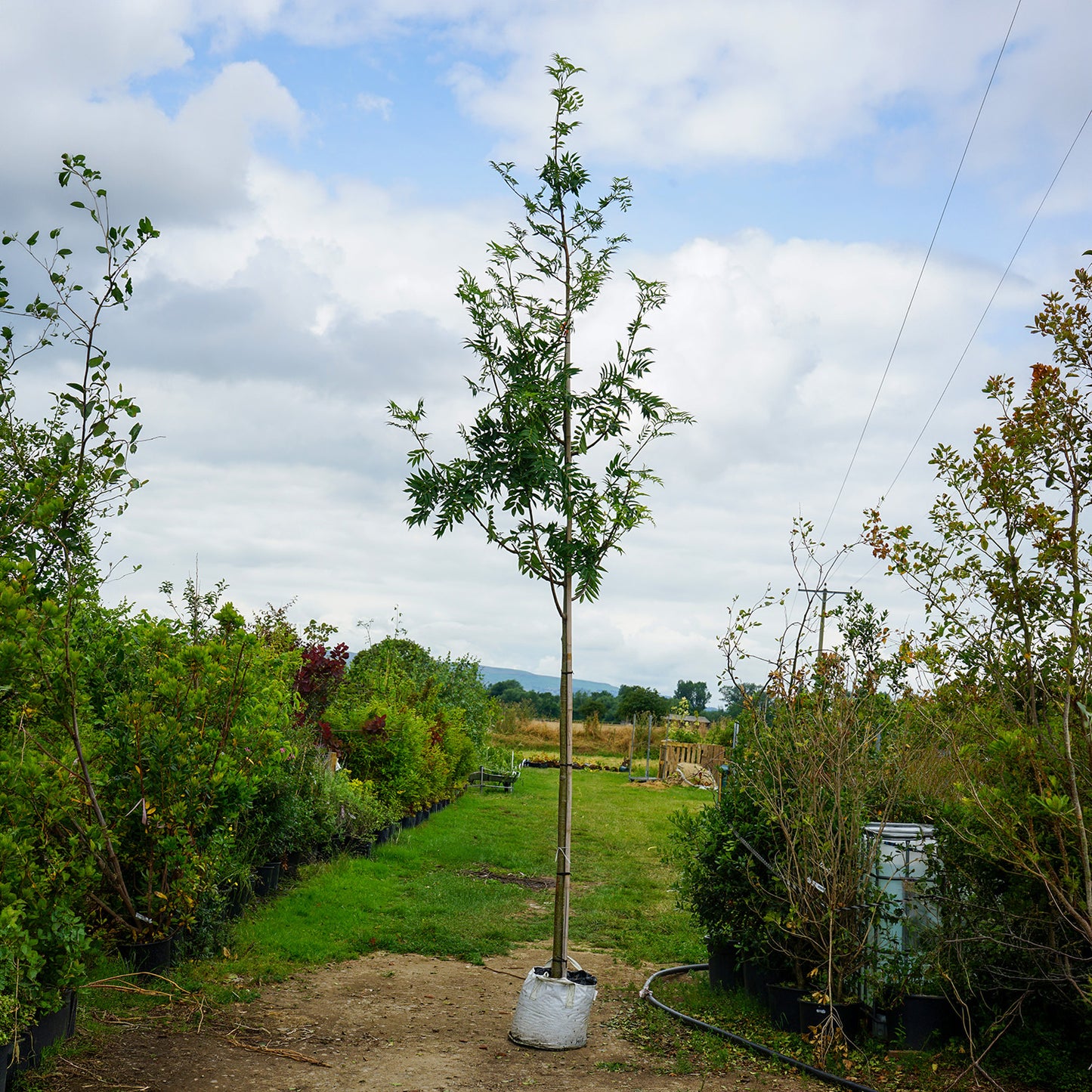 Assorted Mature Rowan Trees