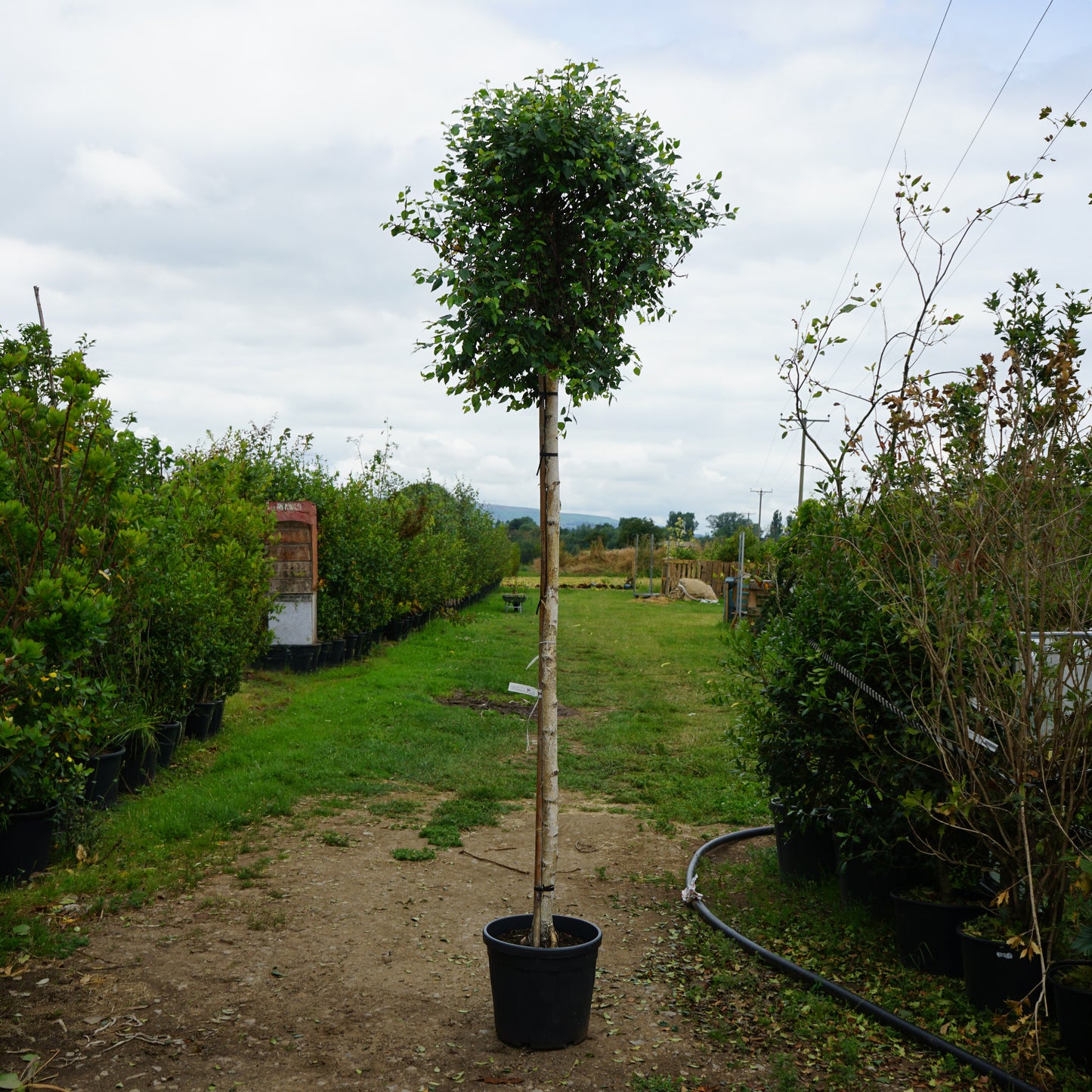 Assorted Mature Birch Trees