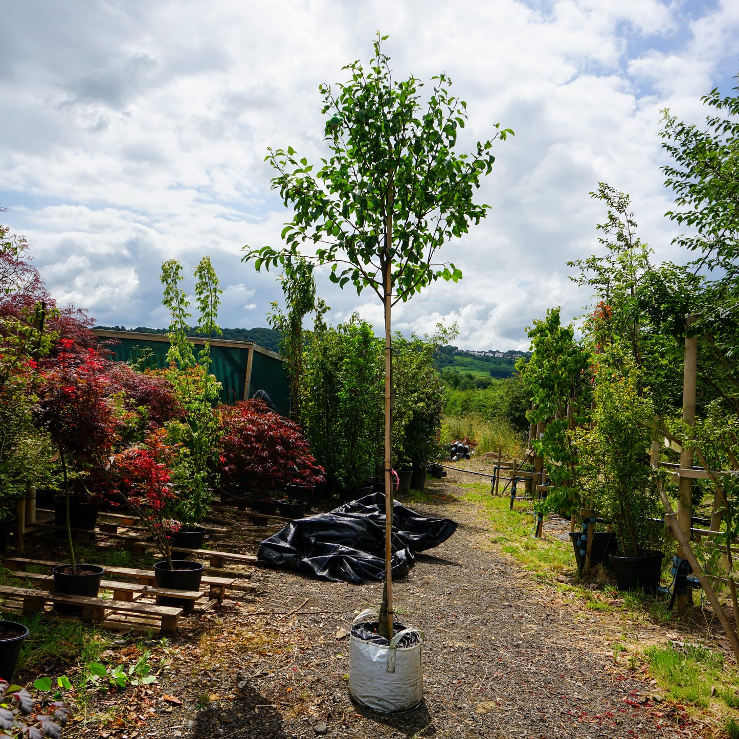 Assorted Mature Pear Trees