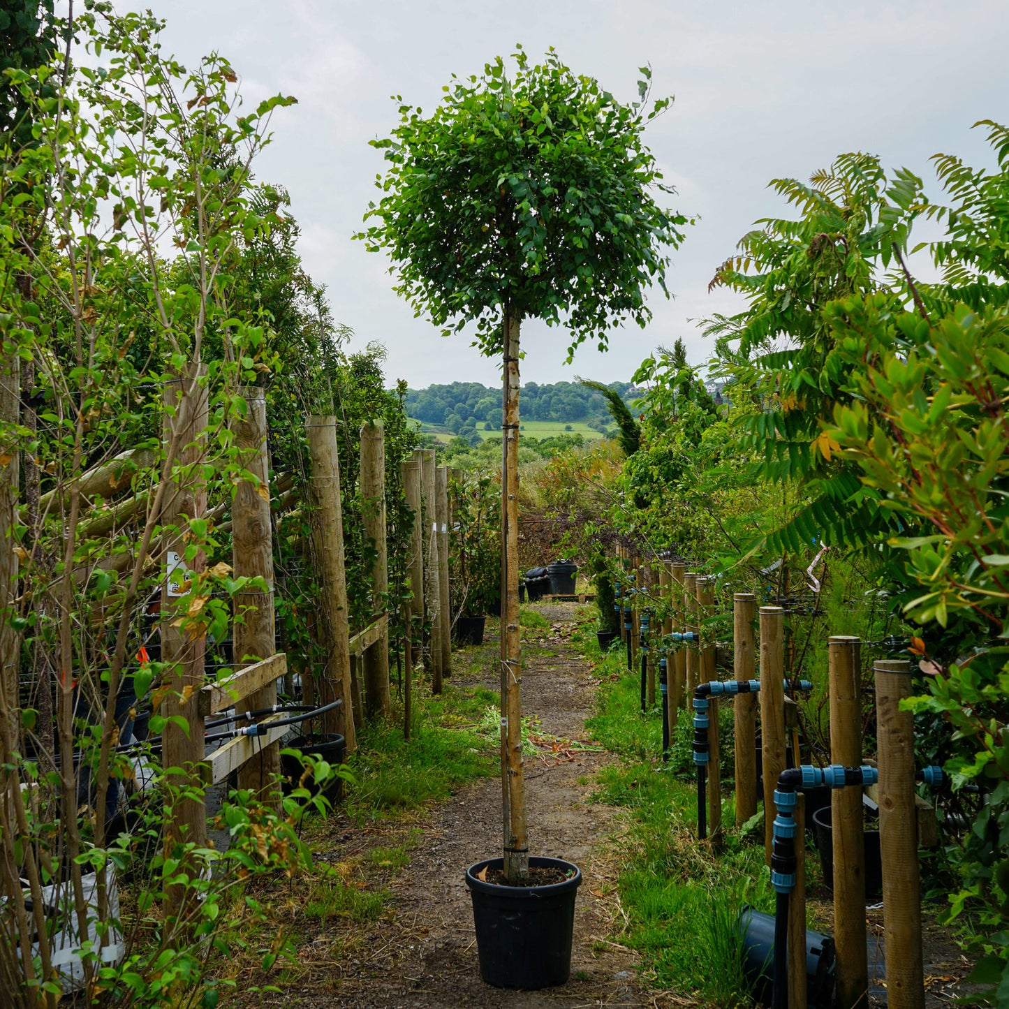 Assorted Mature Birch Trees