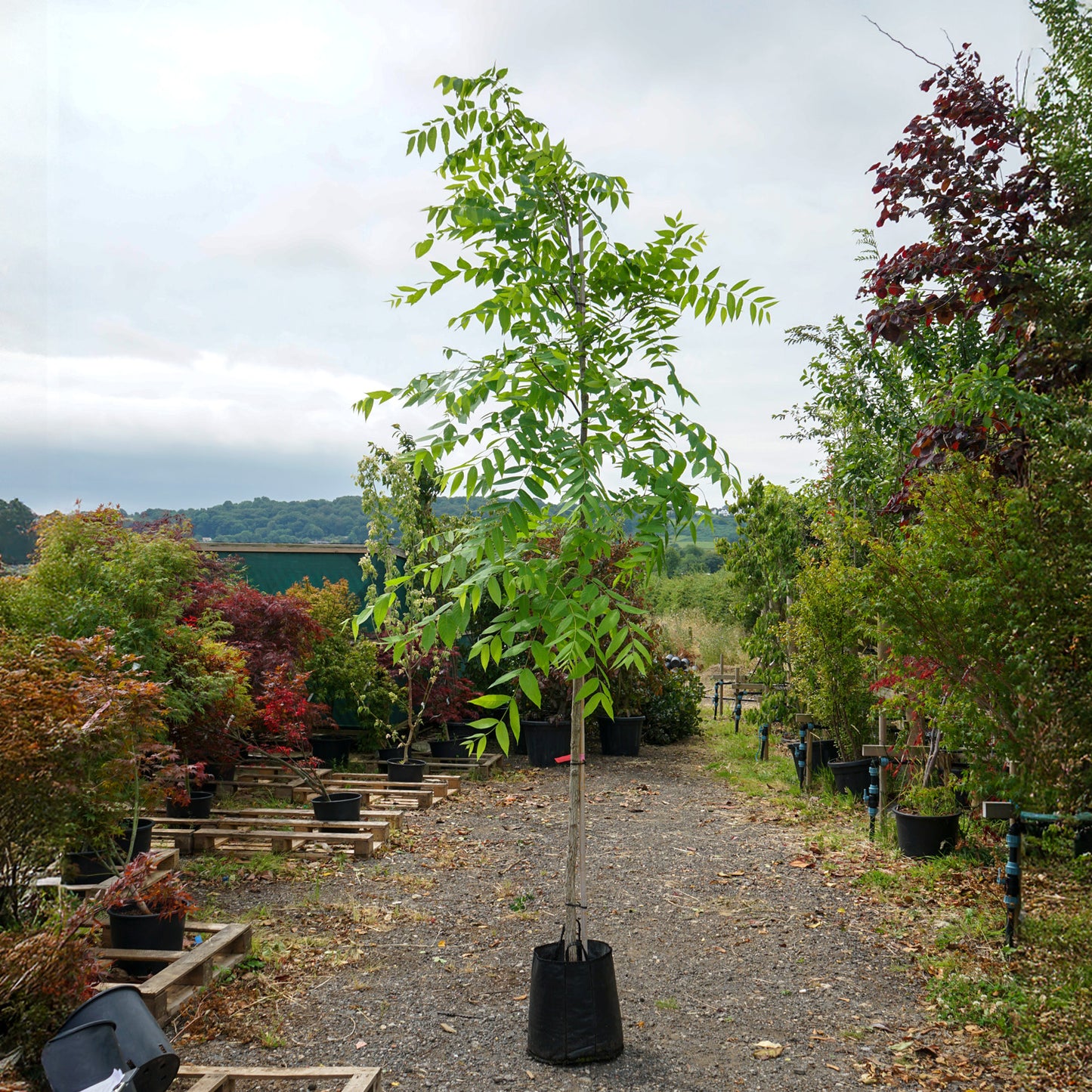 Assorted Mature Walnut Trees