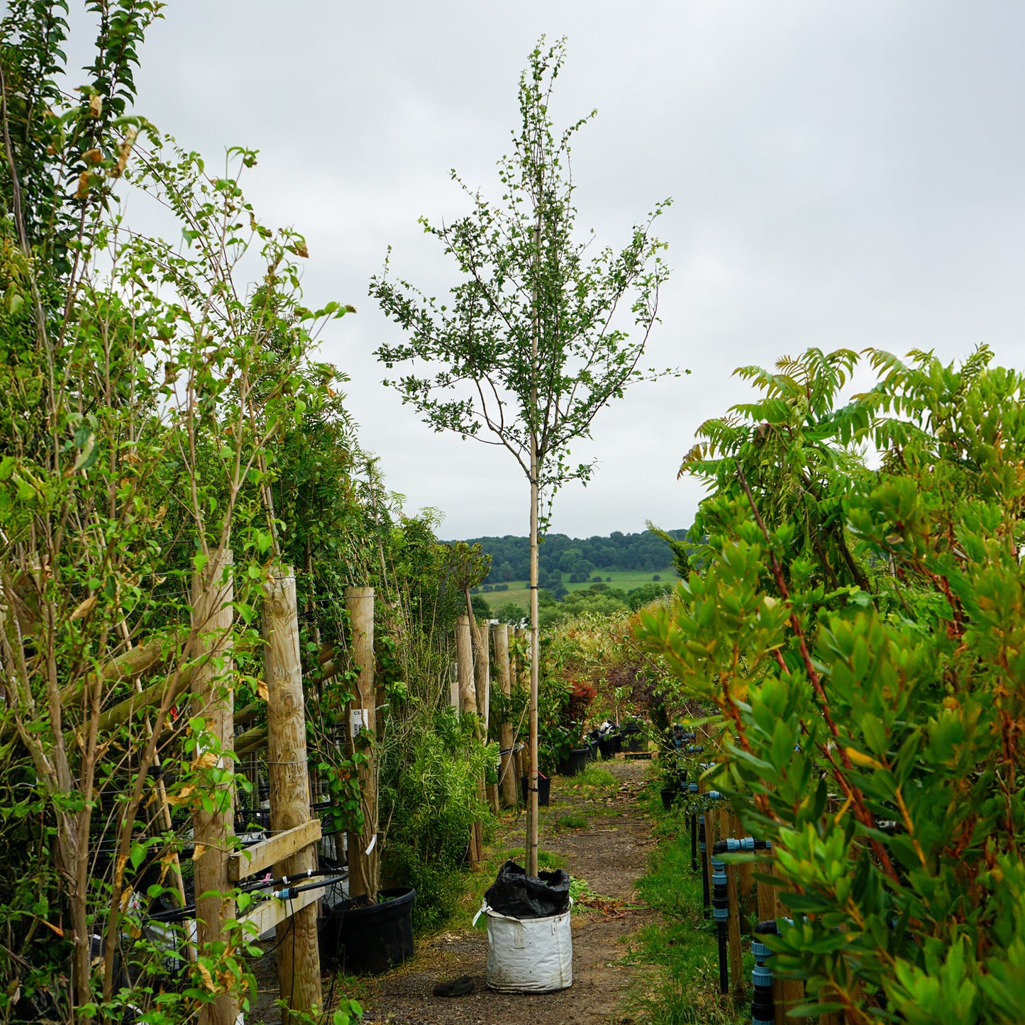 Assorted Clearance Crataegus