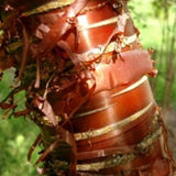 Assorted Prunus Trees