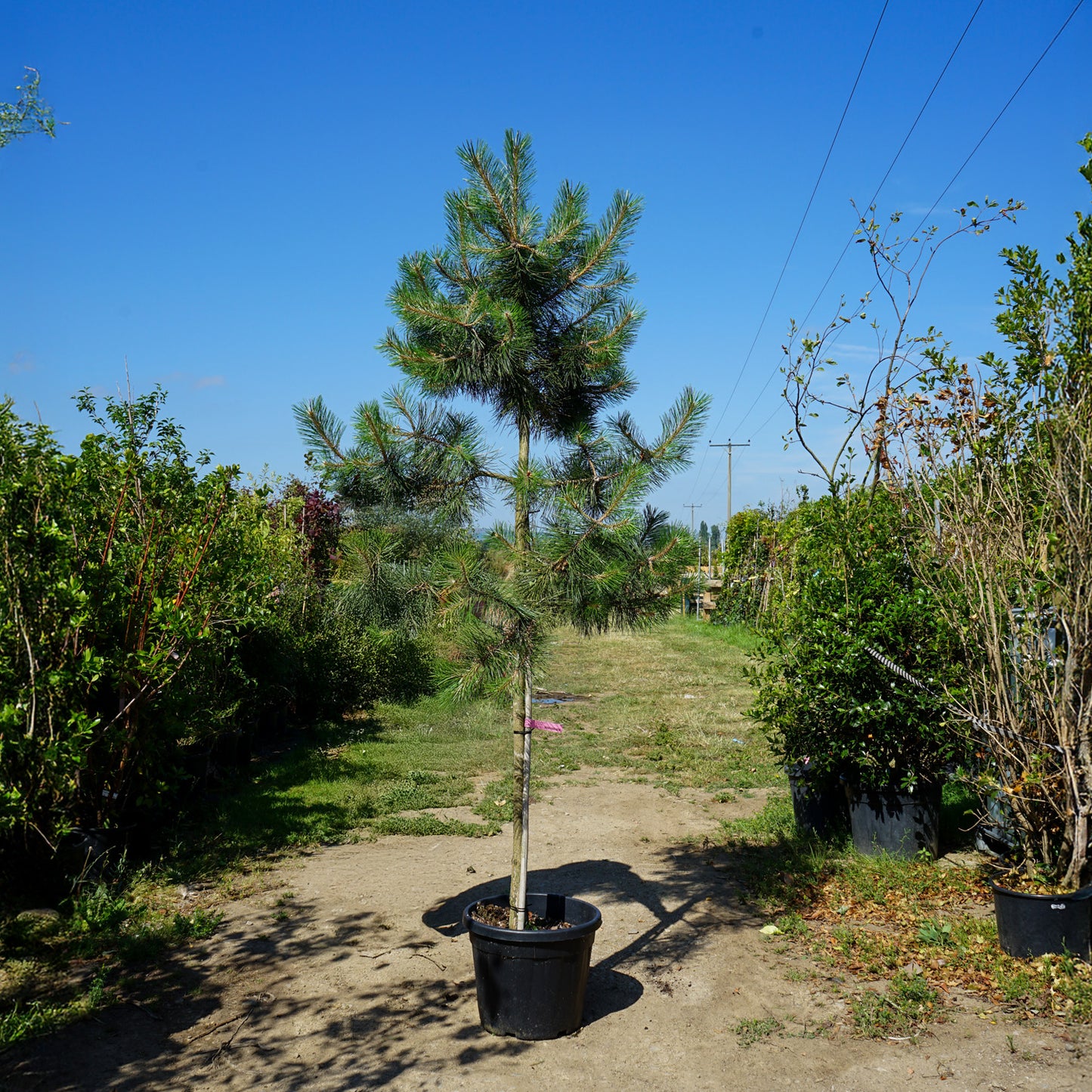 Assorted Mature Conifer Trees