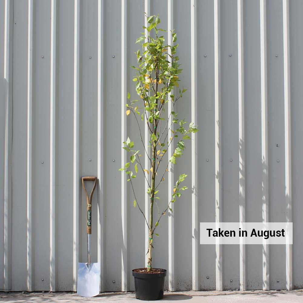 Betula nigra 'Heritage' tree