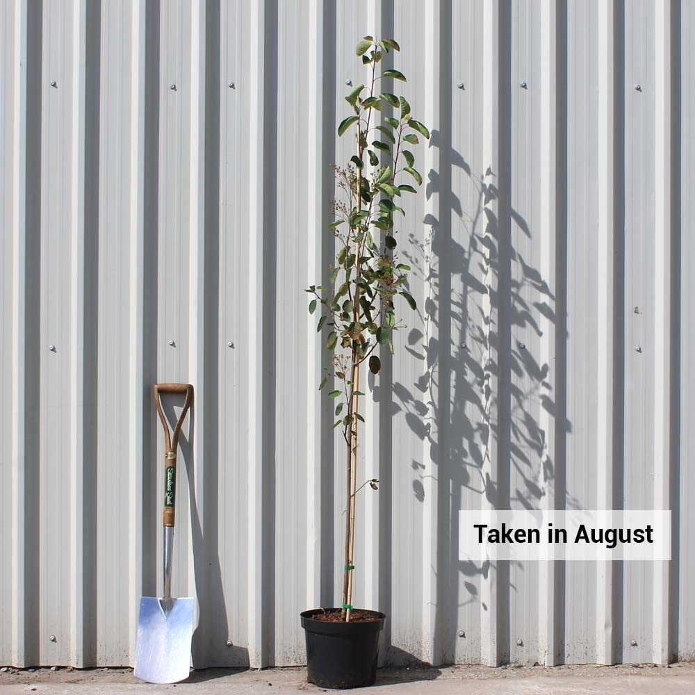 Amelanchier laevis 'Snowflakes' tree in pot