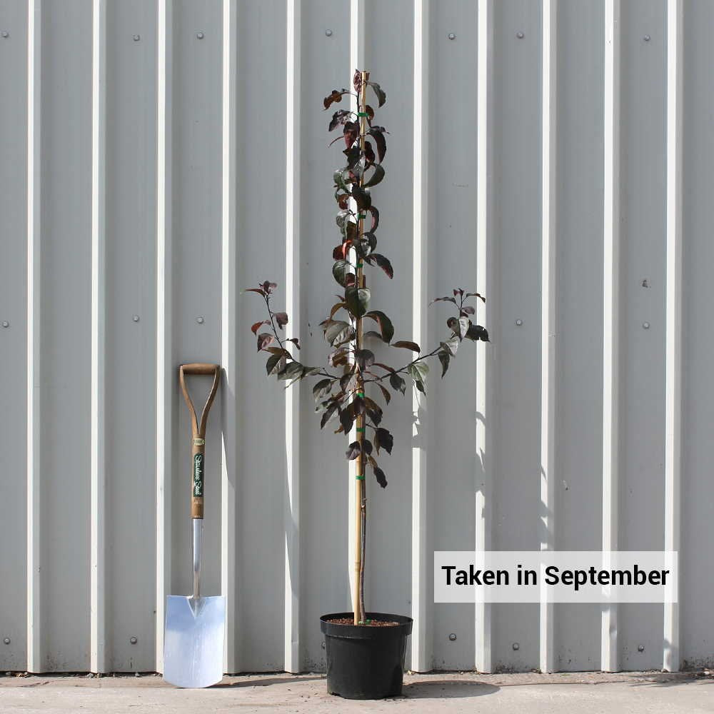 Malus 'Royalty' tree