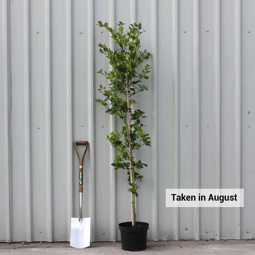 Crataegus persimilis 'Prunifolia' in pot