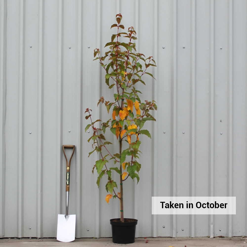 Acer davidii 'George Forrest' tree in pot