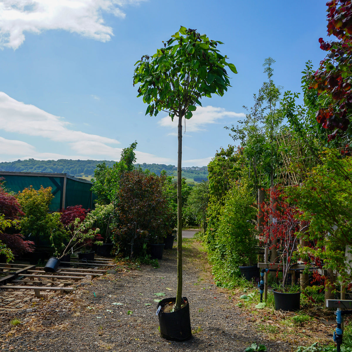 Assorted Clearance Catalpa