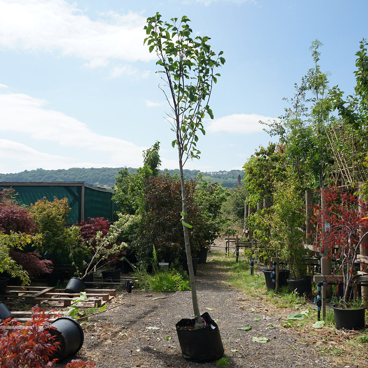 Assorted Clearance Magnolia
