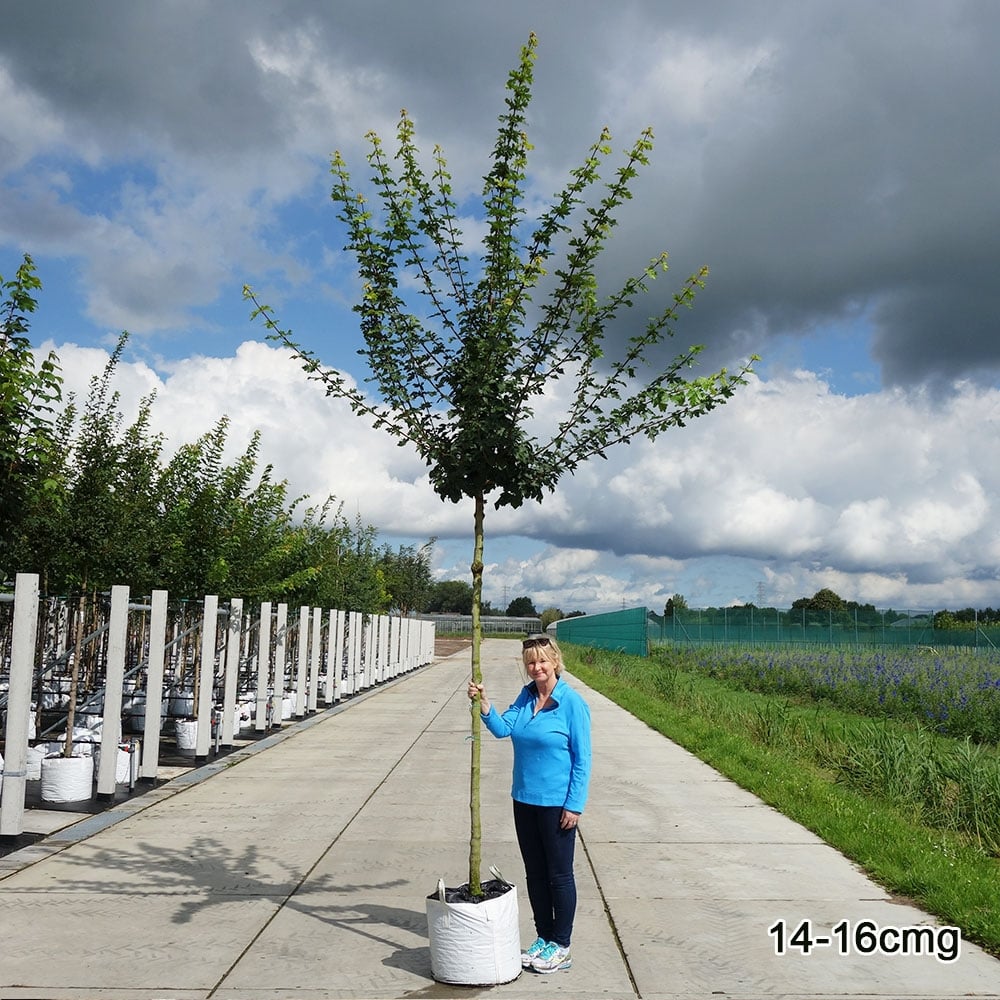 Acer campestre 14-16cm girth mature Field Maple tree