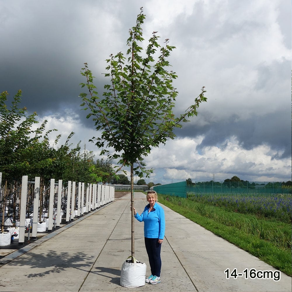 Acer x freemanii 'Autumn Blaze' mature Maple tree in container