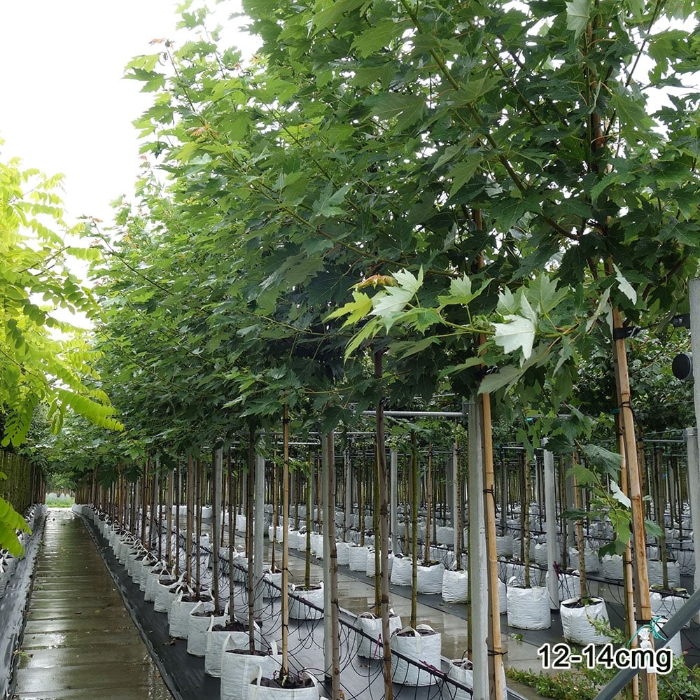 Mature Acer rubrum 'Sun Valley'
