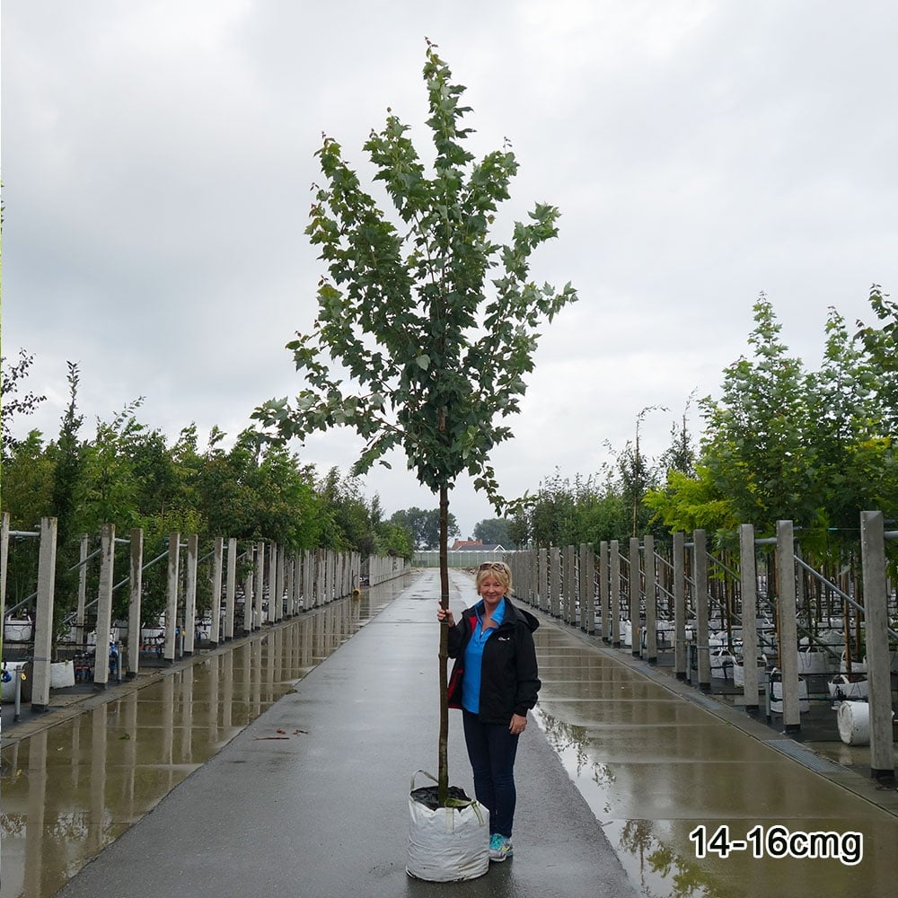 Acer rubrum 'Sun Valley' Tree