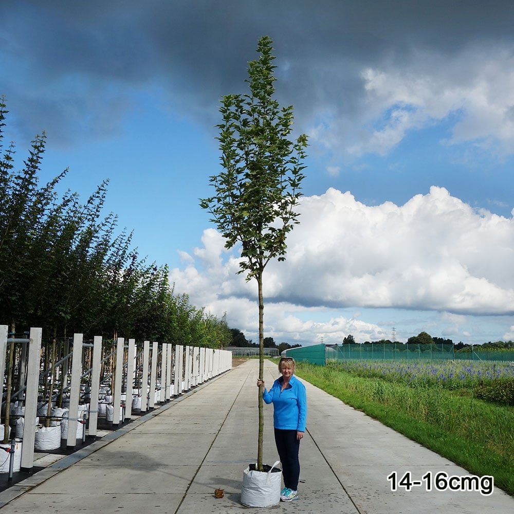 Acer platanoides 'Drummondii' mature tree