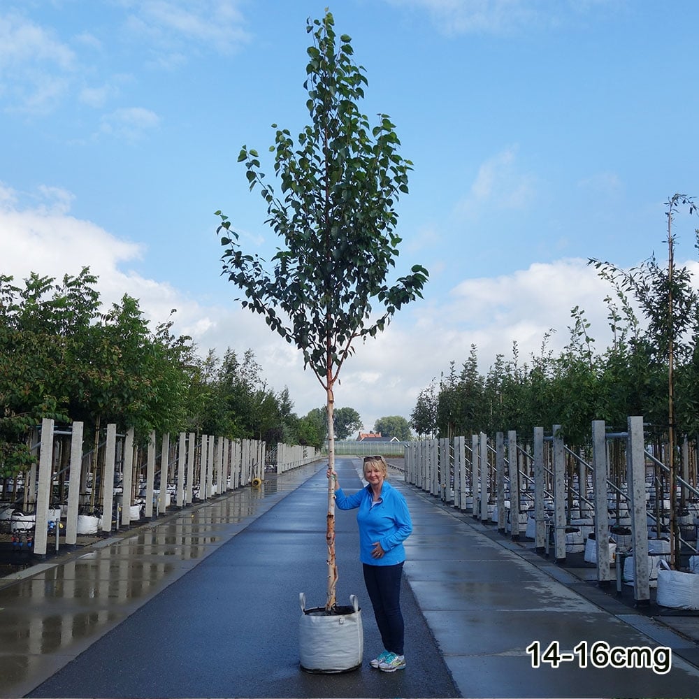 Mature 'Fascination' White Chinese Birch tree