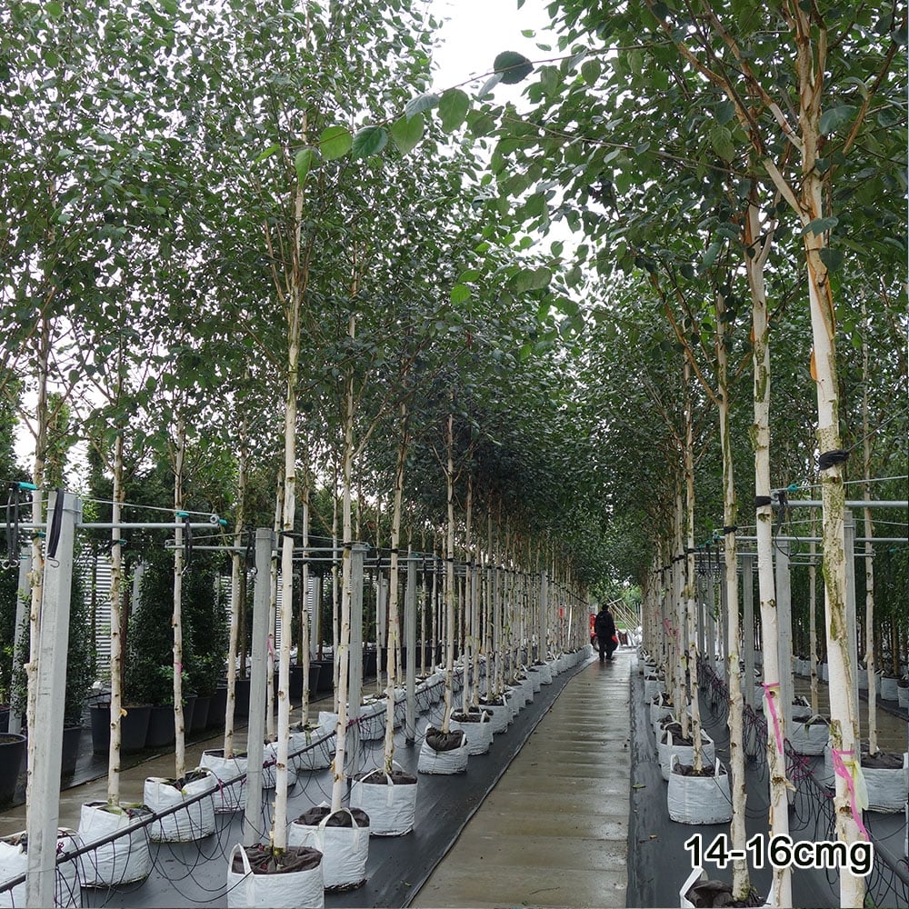 Betula utilis jacquemontii Birch trees in row