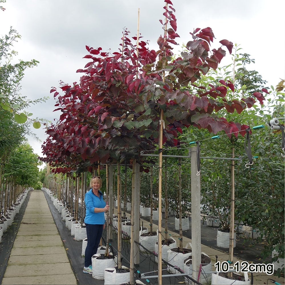 Cercis 'Forest Pansy' mature standard trees