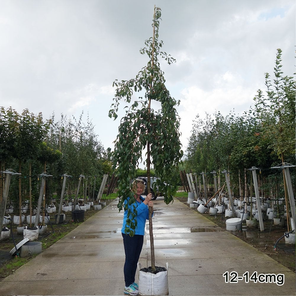 Mature Prunus 'Kiku-shidare-zakura' Weeping Cherry tree