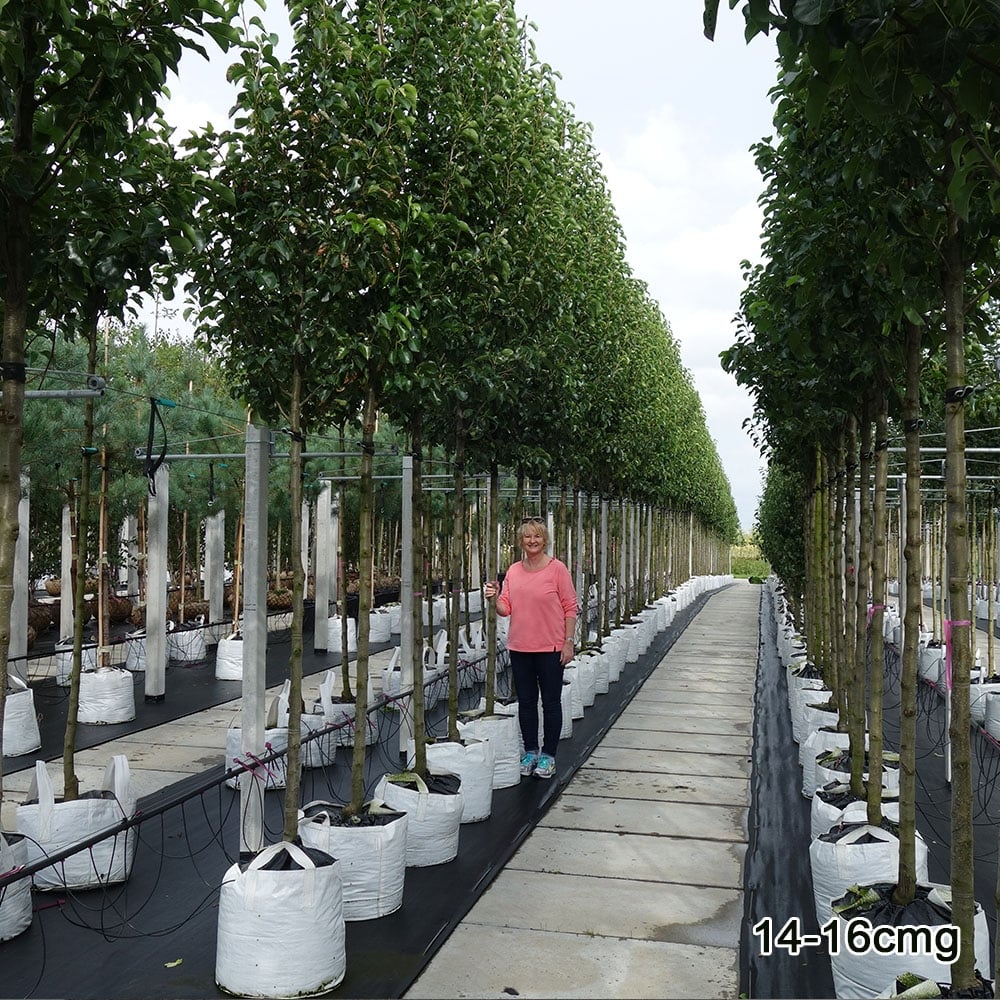 Pyrus calleryana 'Chanticleer 14-16cm girth mature trees