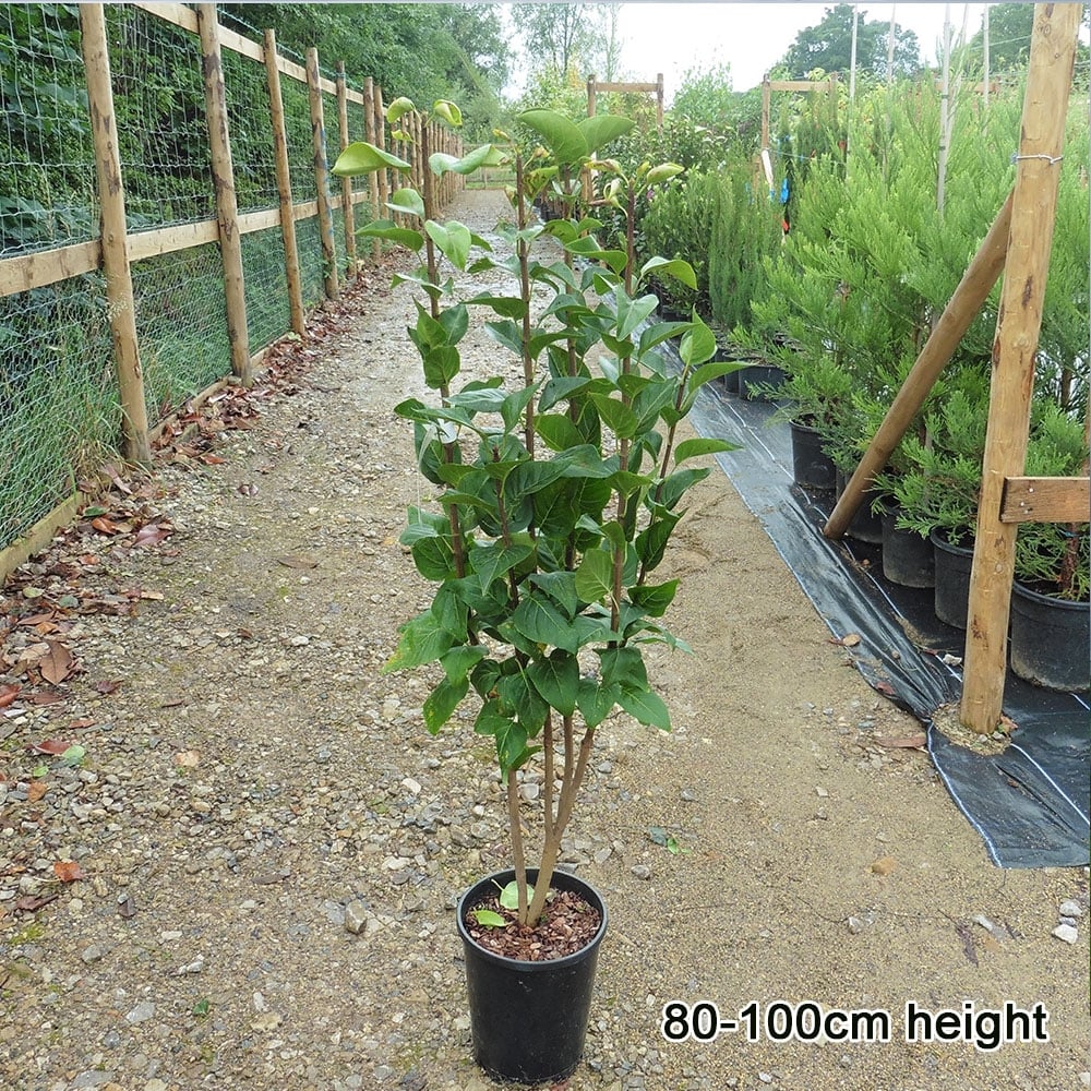 Syringa vulgaris 'Charles Joly' tree