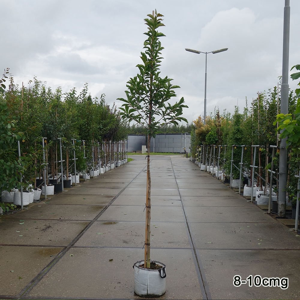 Semi-mature Magnolia 'Susan' tree in pot
