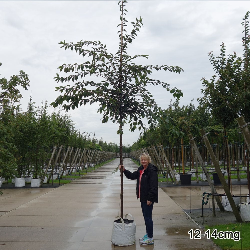 Prunus 'Accolade' large flowering cherry tree in container