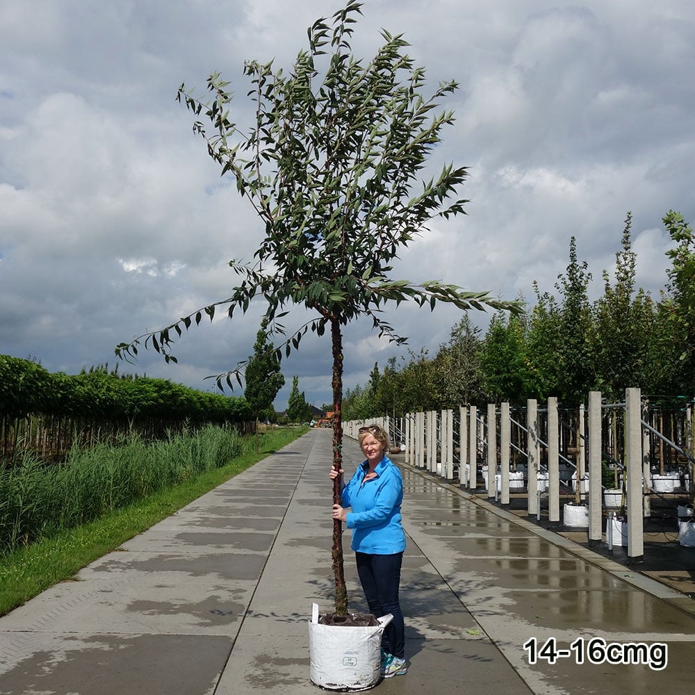 Mature Prunus serrula Cherry tree