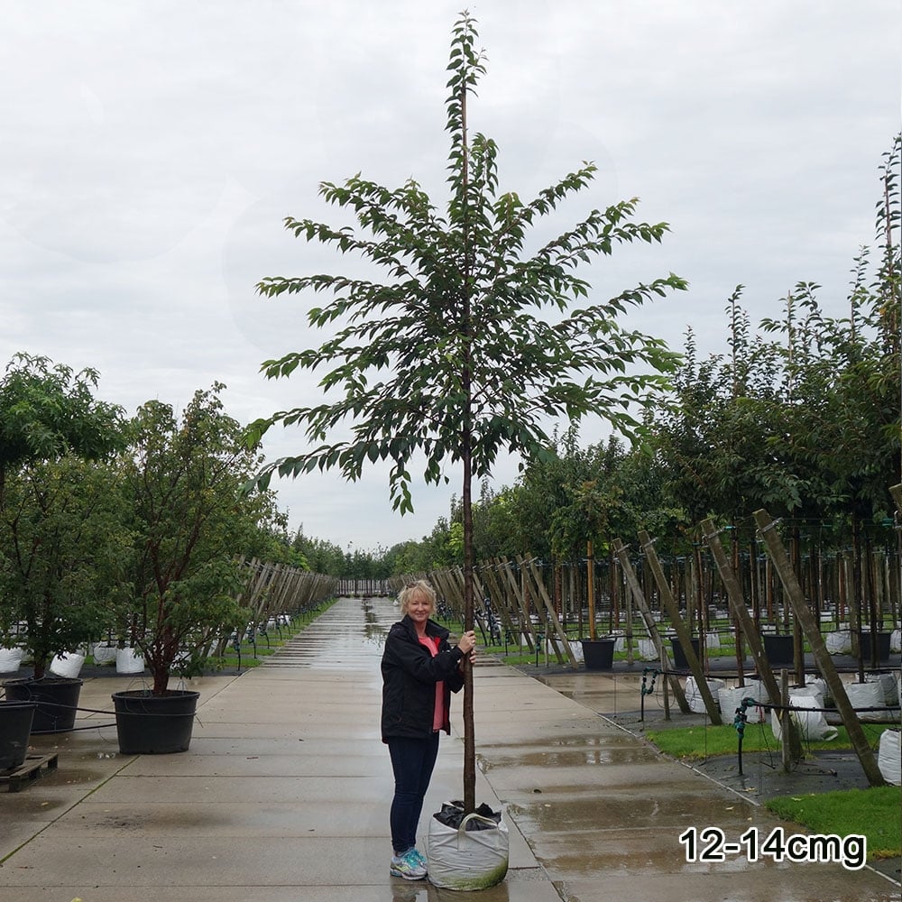 Mature Prunus x subhirtella 'Autumnalis' cherry tree