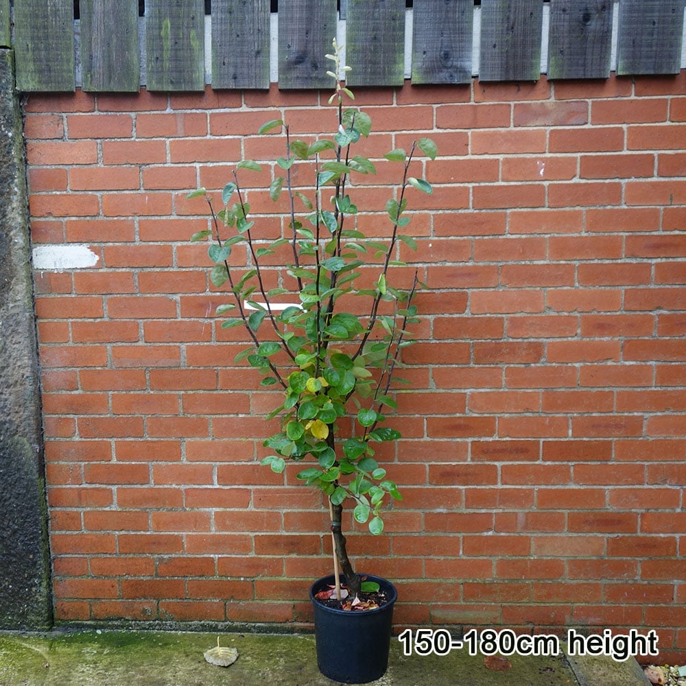 Cydonia oblonga Vranja Quince tree in pot