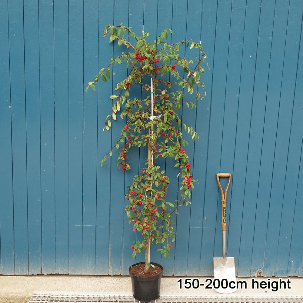 Weeping Cotoneaster 'Hybridus Pendulus' in pot