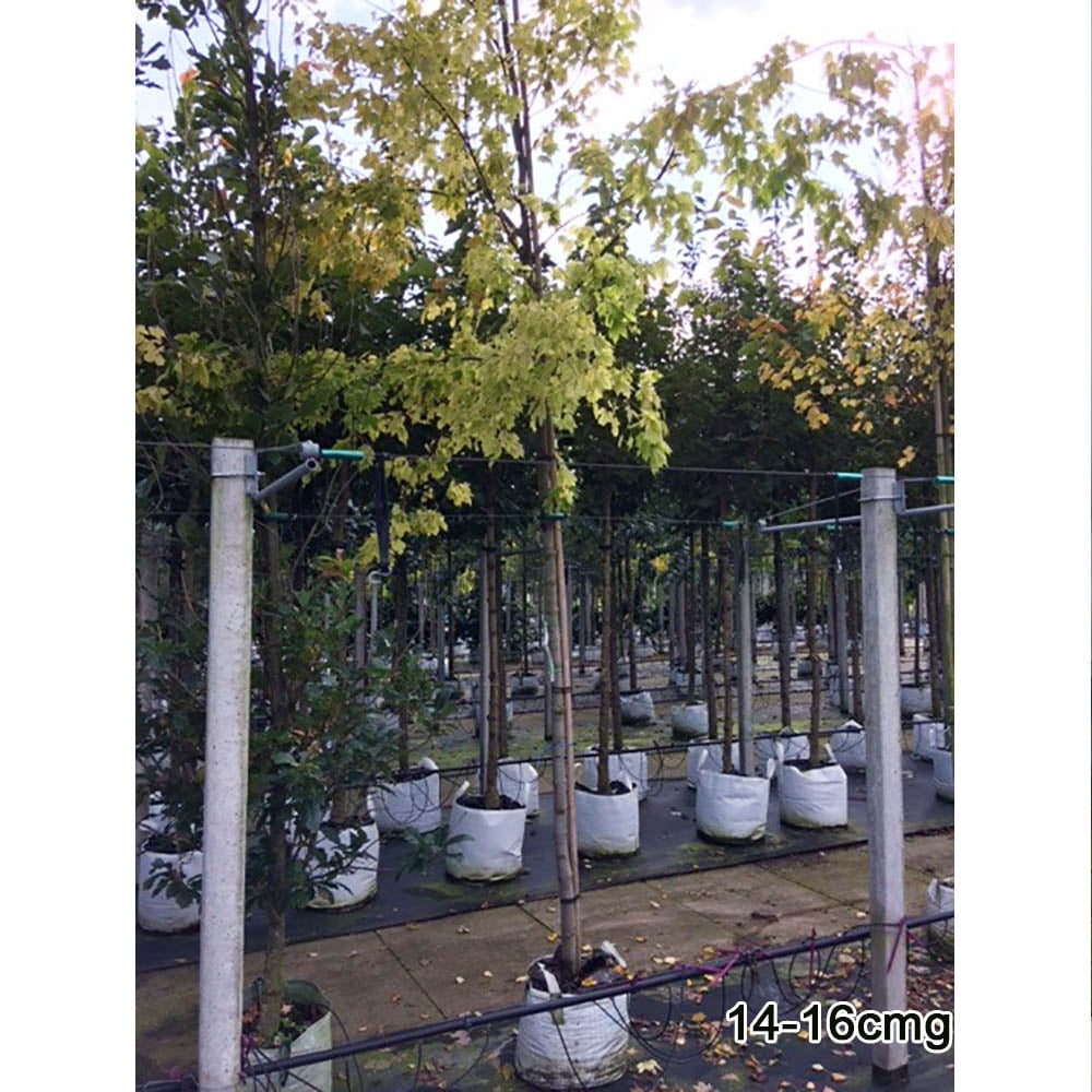 Acer rubrum 'October Glory' large Maple tree