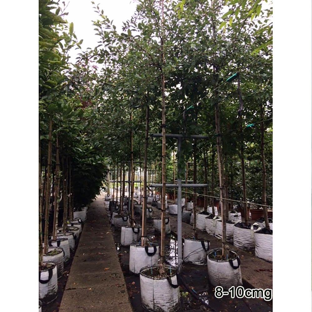 Mature Malus floribunda Crab Apple trees in row