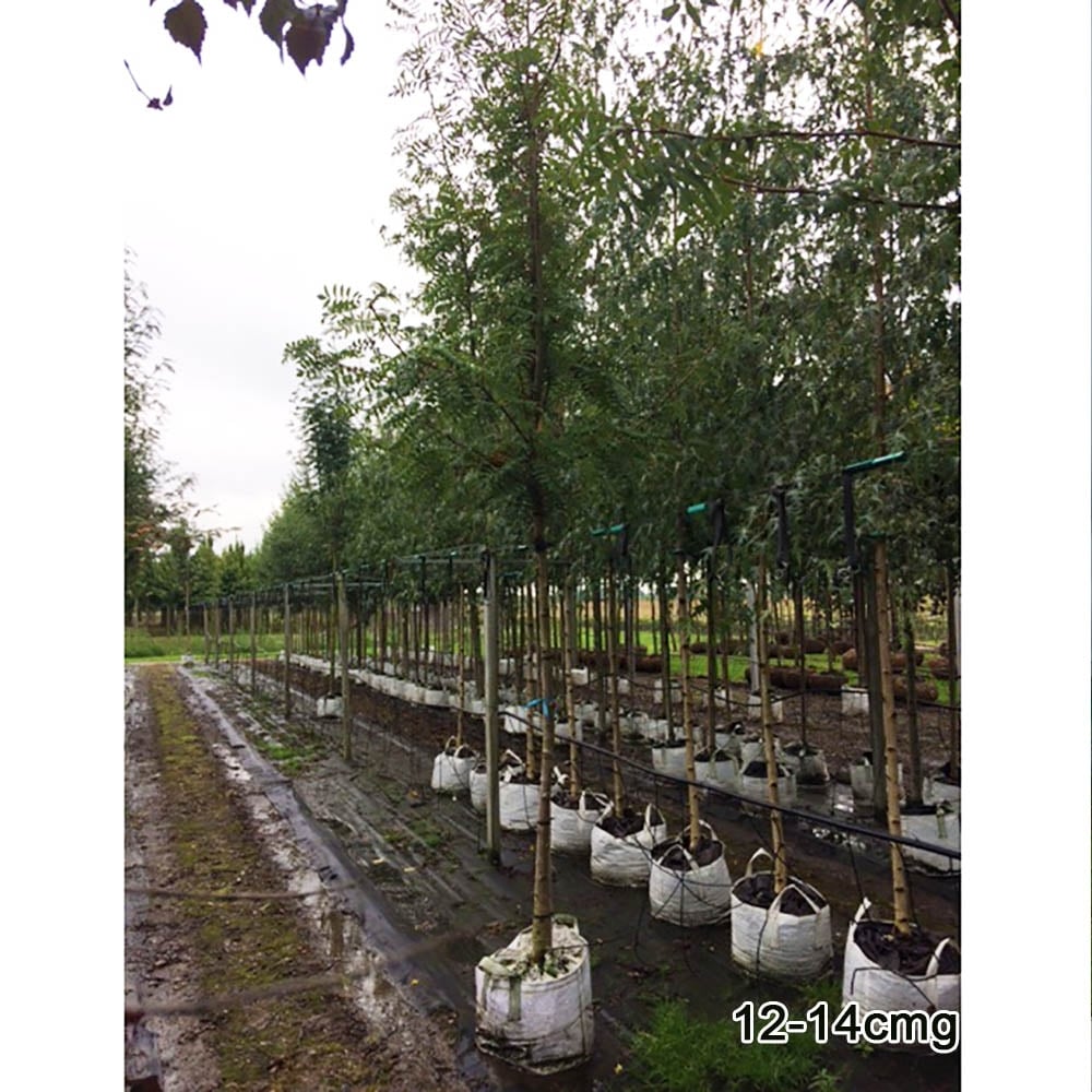 Sorbus commixta mature tree