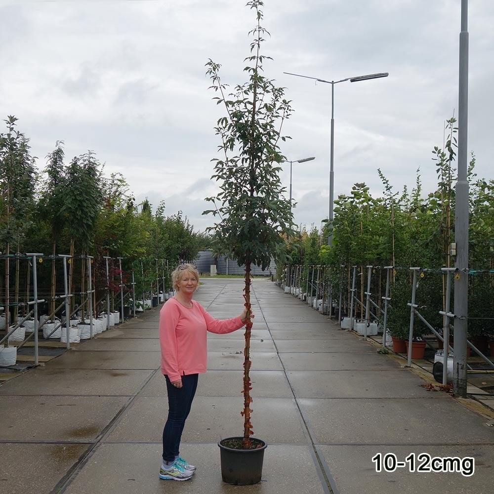 Acer griseum 10-12cm girth Paperbark Maple tree