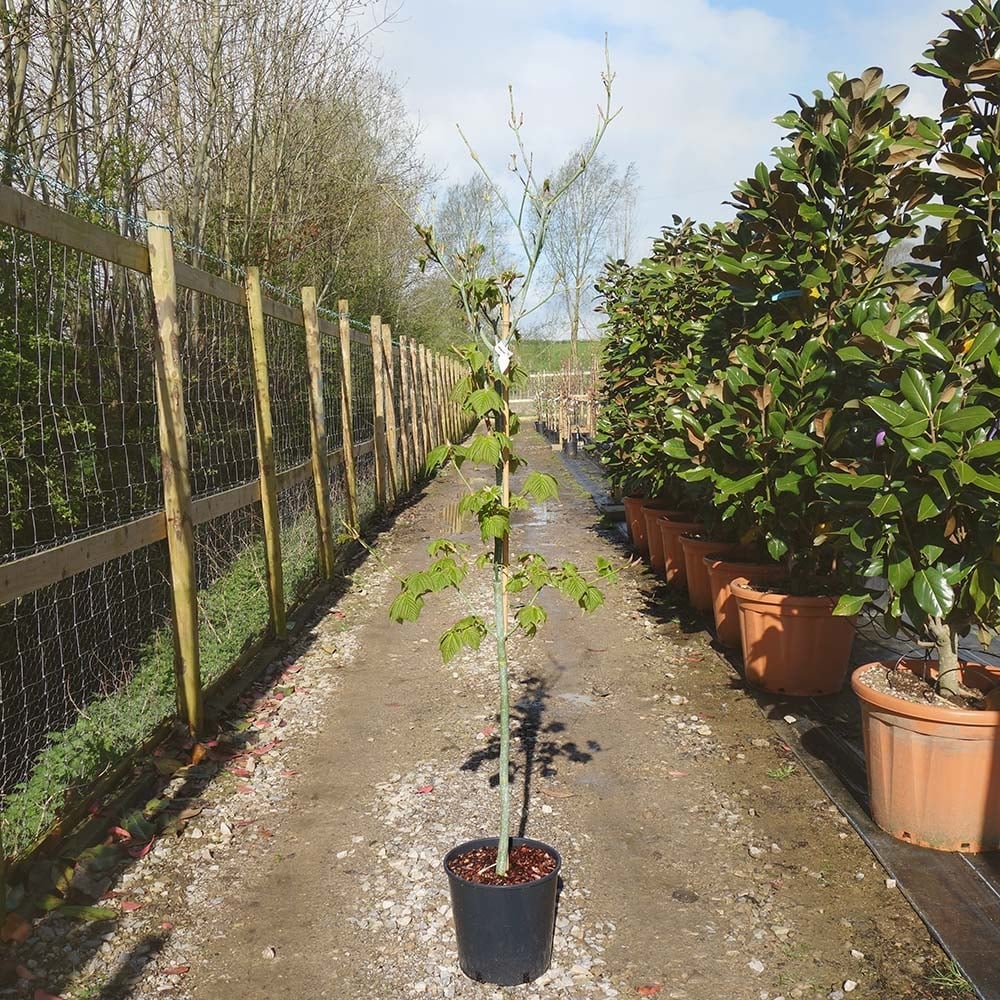 Acer rufinerve Maple single stem tree in pot