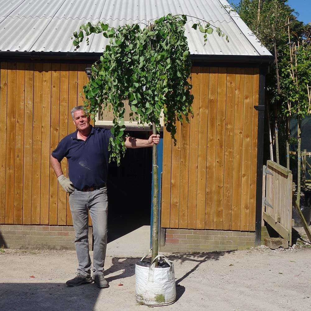 Large Cercidiphyllum japonicum pendulum tree