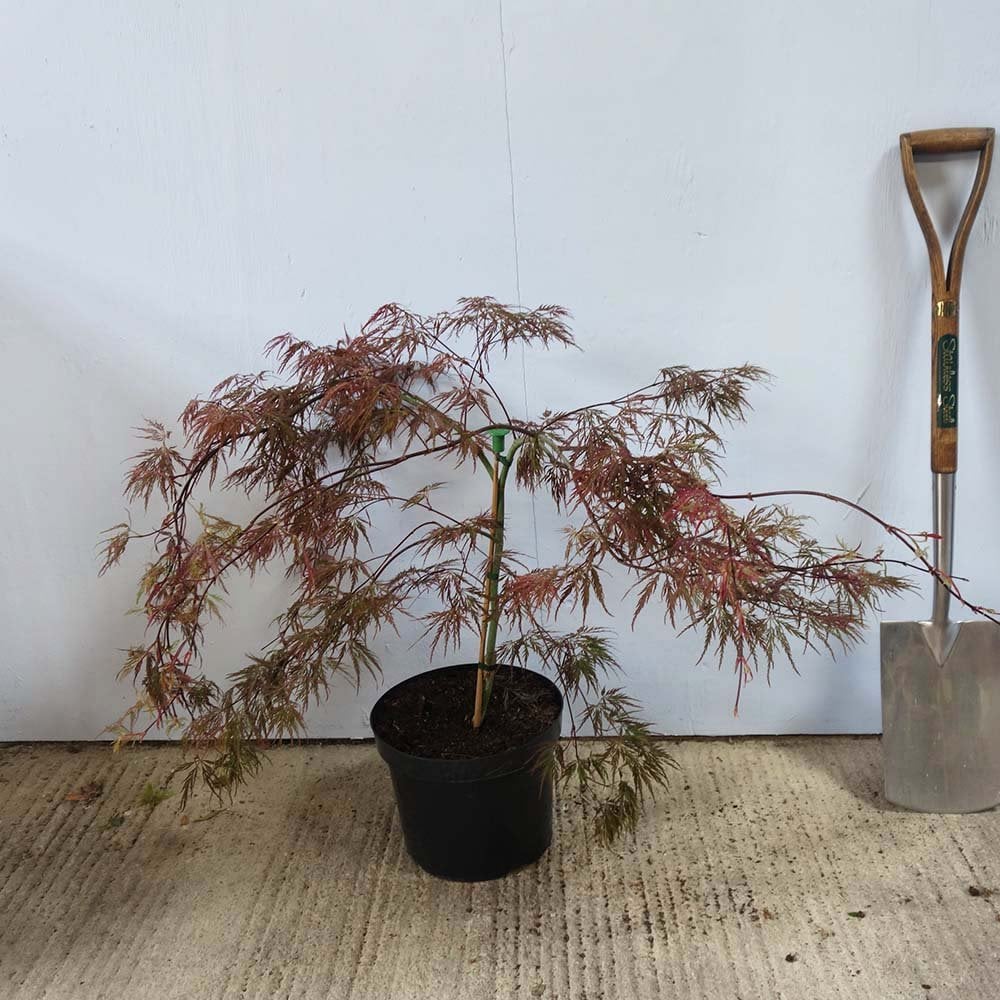 Acer palmatum dissectum 'Crimson Queen'