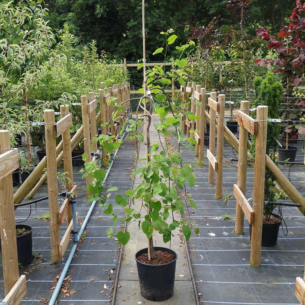 Cercis canadensis 'Lavender Twist' weeping Redbud tree in pot