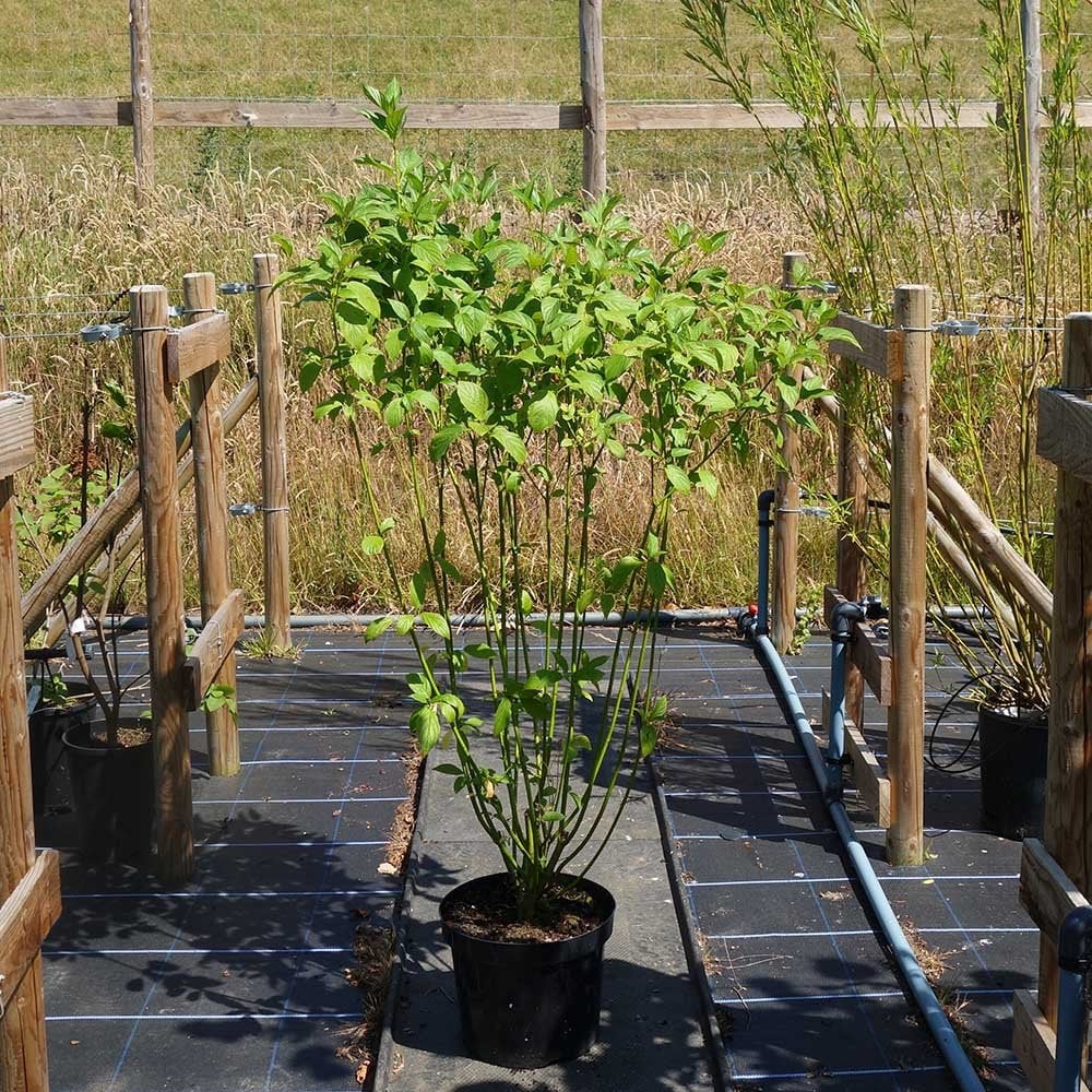 Cornus sericea 'Flaviramea' shrub