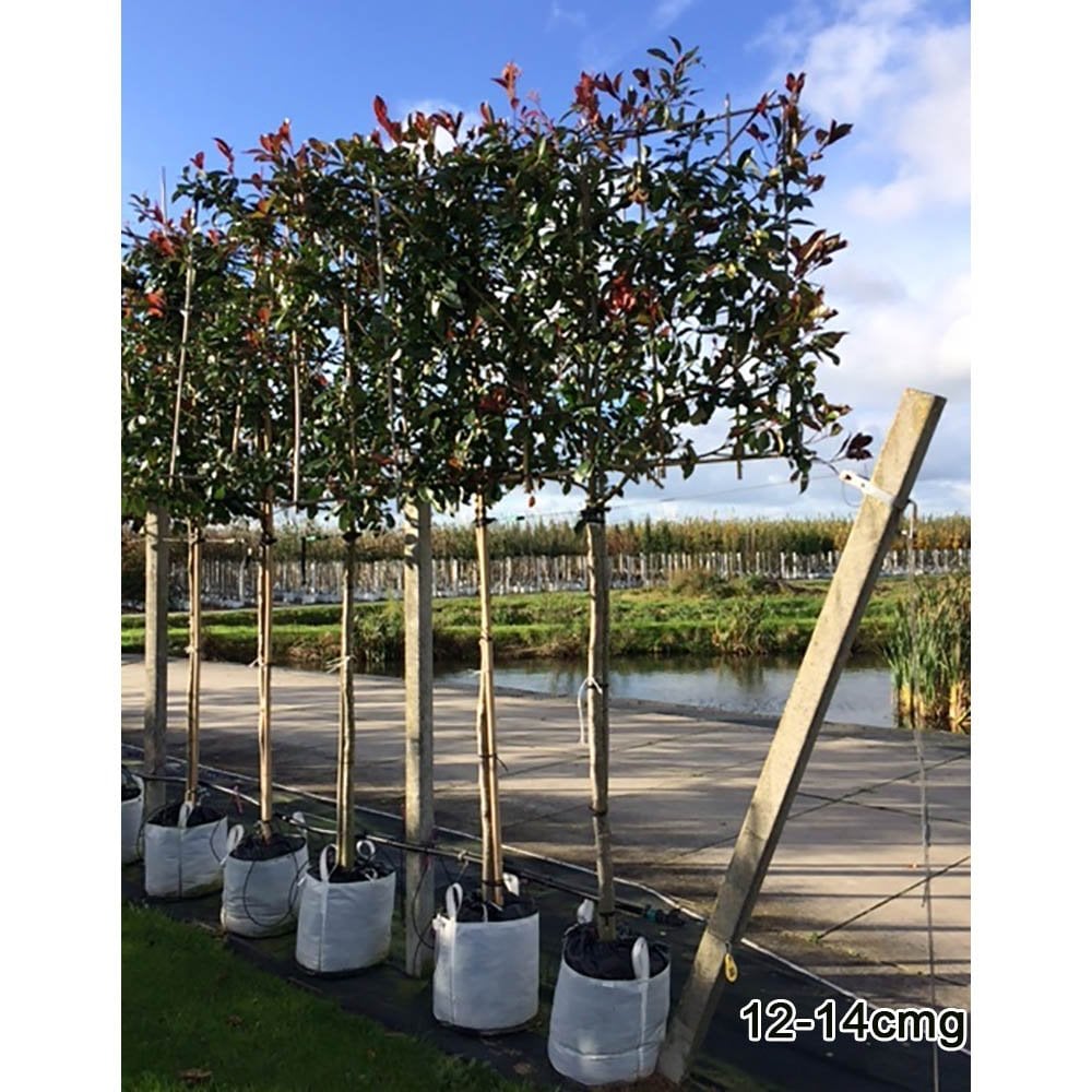 Pleached Photinia x fraseri 'Red Robin' tree
