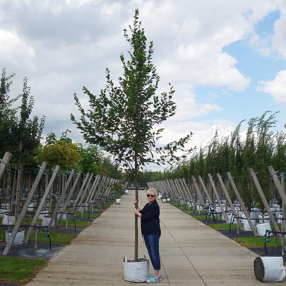 Carpinus betulus mature Horbeam tree