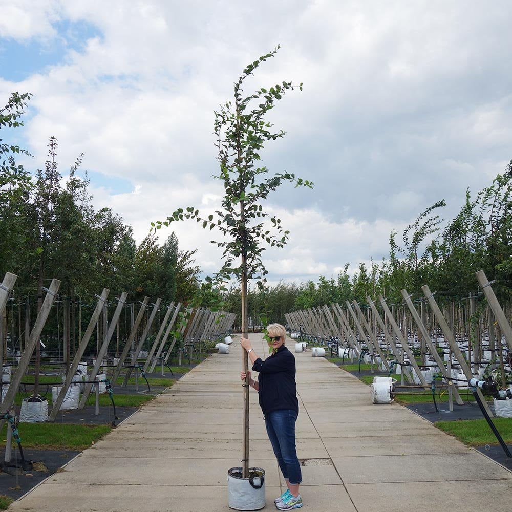 Carpinus betulus mature Horbeam tree in container
